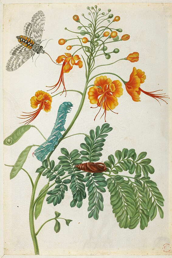 Orange flowers on a stalk with a caterpillar on it