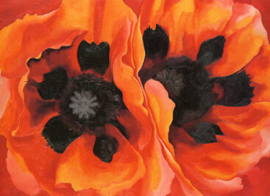 Close up of red and black poppies